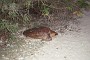 71- Une autre tortue monte sur la palge
